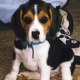 i_love_beagle