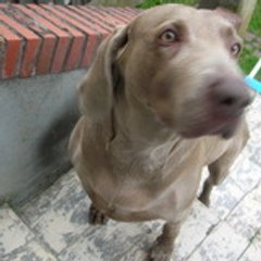 sauvezleschiens