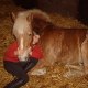 ptit-haflinger