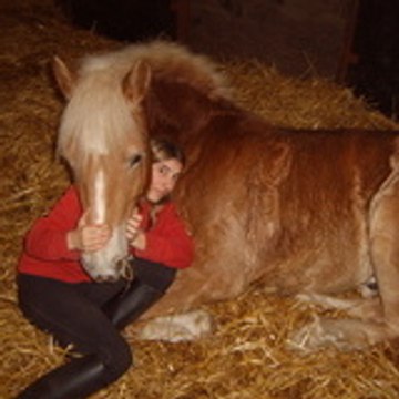 ptit-haflinger