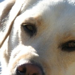 SNOWFactory.com