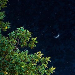 Shik Yasir