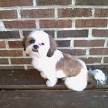 petit-chien-loulou