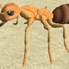 Anderson Willocq André