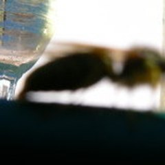 venorique