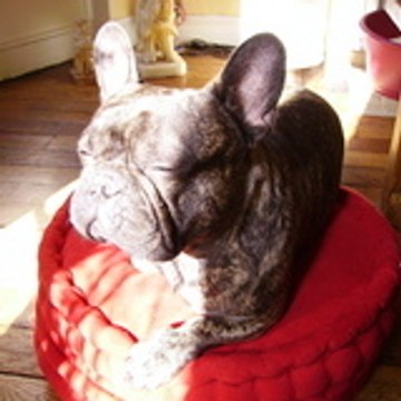 Delphine