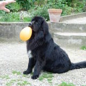 mapoupette