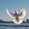 Follow Jesus