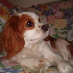 Matteo