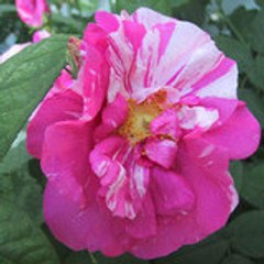 rosa2007