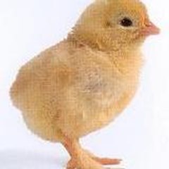 FeelayMignon