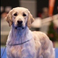 PlentyDogs.com