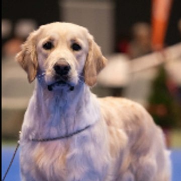 PlentyDogs.com