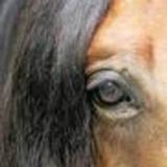 askanne