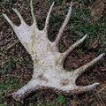 eu.wildlife