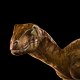 Veloraptor