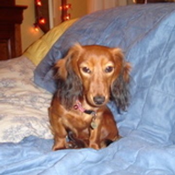 Anniebambou