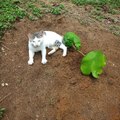 les animaux de l'oasis