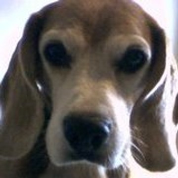 Sérgio Augusto (Guto)