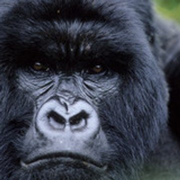 ZINGA Qs160 aKa l'oeil du zoo