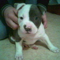 bboydfdog