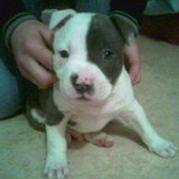 bboydfdog