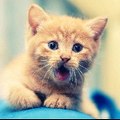 Love of Cats