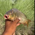 Village fish