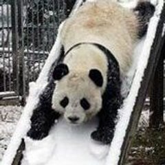 lepanda_fou