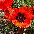 Red Poppy Ranch