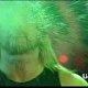 thecerebralkiller