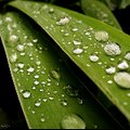 BioCurioso ASMR