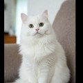 Cat Zilla