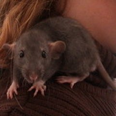 3-ptits-rats