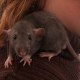 3-ptits-rats