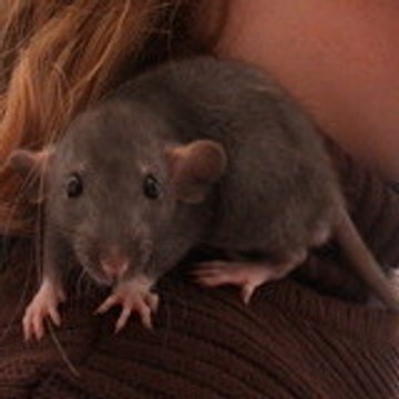 3-ptits-rats