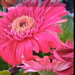 Daily.Peace.Flower