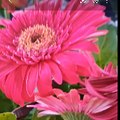 Daily.Peace.Flower