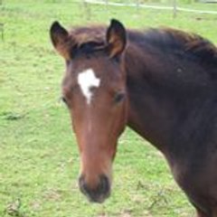 Stéphanie Martin-Silly