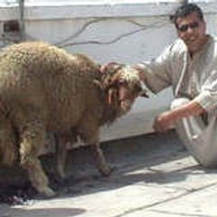 brahim belouzaa