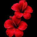 red83_ssh182