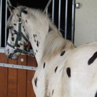 Les Ecuries du Petit Bois