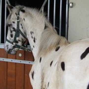 Les Ecuries du Petit Bois