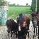 villers jessica