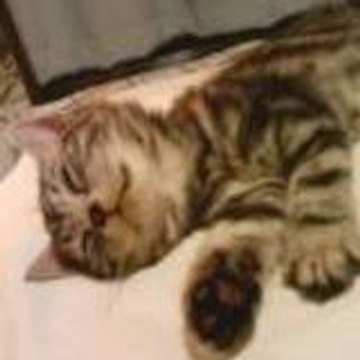 animaltube