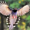 Wildlife Short