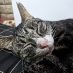 CuteCats