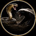 Fighter Animals