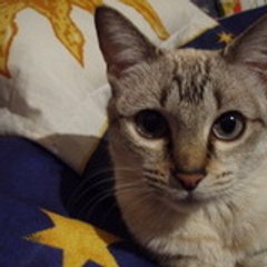 bigotesdegato