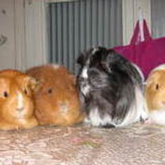 pommecanelle